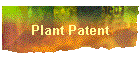 Plant Patent